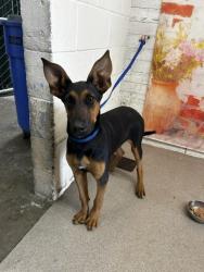 Shelter Stray Female Dog last seen CHERRY/SLOVER, 333 Chandler Pl, San Bernardino, CA 92408, USA