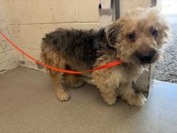 Shelter Stray Male Dog last seen 16TH ST AND H ST, 333 Chandler Pl, San Bernardino, CA 92408, USA
