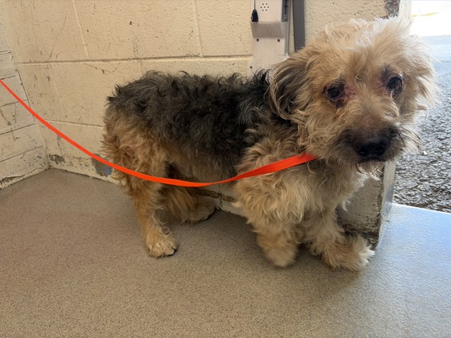 Shelter Stray Male Dog last seen 16TH ST AND H ST, 333 Chandler Pl, San Bernardino, CA 92408, USA