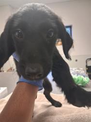 Shelter Stray Male Dog last seen LOTUS LN/WATTS DR, BAKERSFIELD, 201 S Mt Vernon Ave, Bakersfield, CA 93307, USA