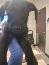 Shelter Stray Male Dog last seen LOTUS LN/WATTS DR, BAKERSFIELD, 201 S Mt Vernon Ave, Bakersfield, CA 93307, USA