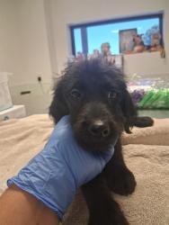 Shelter Stray Male Dog last seen LOTUS LN/WATTS DR, BAKERSFIELD, 201 S Mt Vernon Ave, Bakersfield, CA 93307, USA