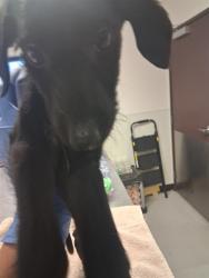 Shelter Stray Female Dog last seen LOTUS LN/WATTS DR, BAKERSFIELD, 201 S Mt Vernon Ave, Bakersfield, CA 93307, USA