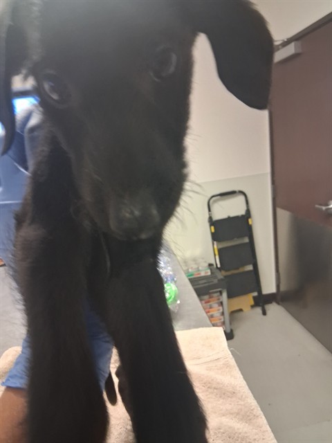Shelter Stray Female Dog last seen LOTUS LN/WATTS DR, BAKERSFIELD, 201 S Mt Vernon Ave, Bakersfield, CA 93307, USA