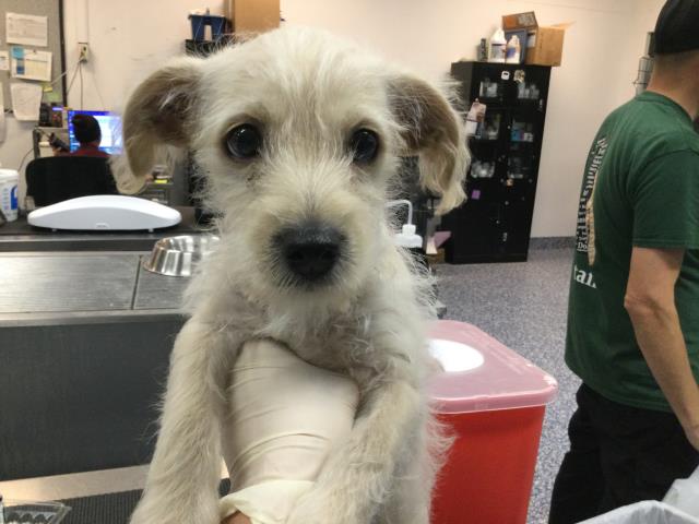 Shelter Stray Male Dog last seen FILLMOREST/ 57TH AVE, THERMAL, Thousand Palms, CA, USA