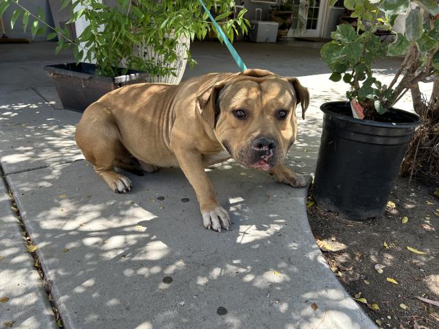 Shelter Stray Male Dog last seen Near BLOCK INDIAN AVE, PERRIS, CA, 227 N D St, Perris, CA 92570, USA
