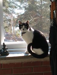 Lost Male Cat last seen In my backyard, Steuben rd, Putnam Rd, Garrison, NY 10524