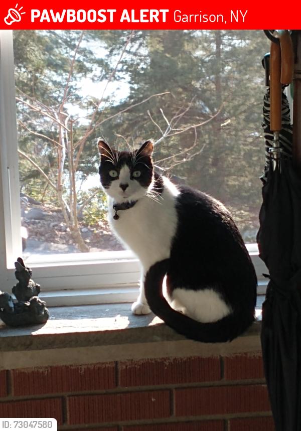 Lost Male Cat last seen In my backyard, Steuben rd, Putnam Rd, Garrison, NY 10524
