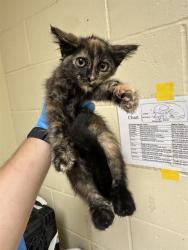 Shelter Stray Female Cat last seen FRONT ST & U ST, 2127 Front St, Sacramento, CA 95818, USA