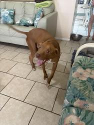 Lost Male Dog last seen belen dr , Deltona, FL 32738