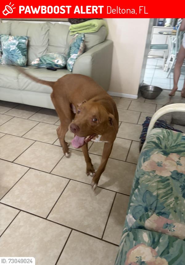 Lost Male Dog last seen belen dr , Deltona, FL 32738