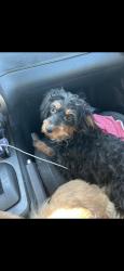 Reunited Female Dog last seen N Lugo Ave, San Bernardino, CA, USA, San Bernardino, CA 92405