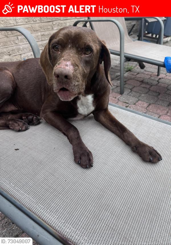 Lost Female Dog last seen Near Richmond Ave, Houston, TX 77063