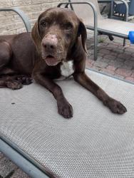 Lost Female Dog last seen Near Richmond Ave, Houston, TX 77063