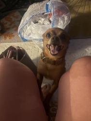Reunited Male Dog last seen Bristol regional hosp, Bristol, TN 37620