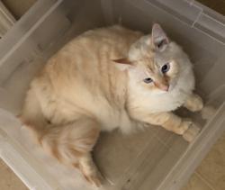 Lost Male Cat last seen US1. Alpha and Omega Church, St. Augustine, FL 32086