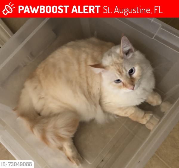 Lost Male Cat last seen US1. Alpha and Omega Church, St. Augustine, FL 32086