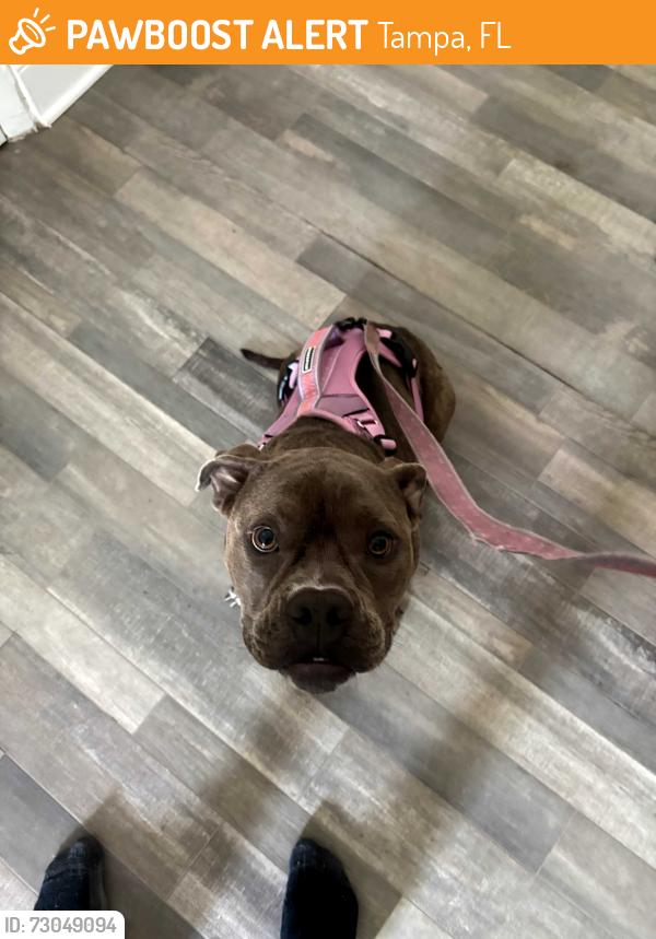 Found/Stray Female Dog last seen Ayla apmts, Tampa, FL 33617