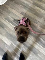 Found/Stray Female Dog last seen Ayla apmts, Tampa, FL 33617