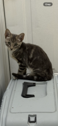 Lost Male Cat last seen East Alhambra circle Naples Florida, Naples, FL 34103