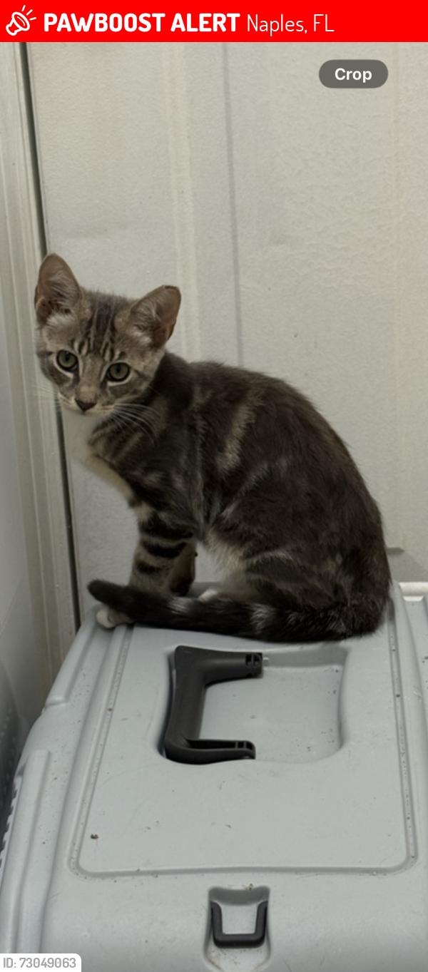 Lost Male Cat last seen East Alhambra circle Naples Florida, Naples, FL 34103