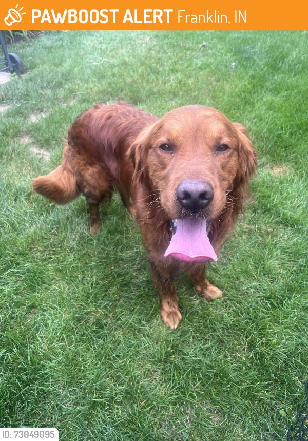 Found/Stray Male Dog last seen Williamsburg and Carrollton, Franklin, IN 46131