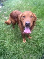 Found/Stray Male Dog last seen Williamsburg and Carrollton, Franklin, IN 46131