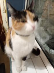 Reunited Female Cat last seen Back of shops and restaurants near carpark. , Atherton, England M46 0DT