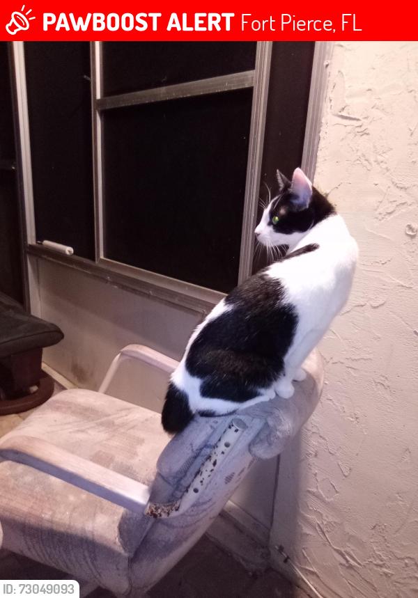 Lost Female Cat last seen lakewood park, Fort Pierce, FL 34951