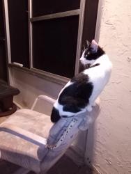 Lost Female Cat last seen lakewood park, Fort Pierce, FL 34951