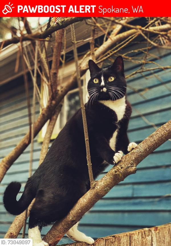 Lost Female Cat last seen Crestline and 14th, Spokane, WA 99202