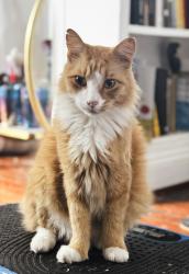 Lost Male Cat last seen Delachaise and S Roman, New Orleans, LA 70125