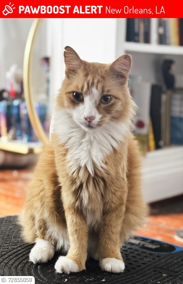 Lost Male Cat last seen Delachaise and S Roman, New Orleans, LA 70125