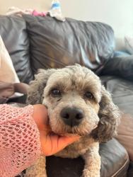 Found/Stray Female Dog last seen sierra , Fontana, CA 92335