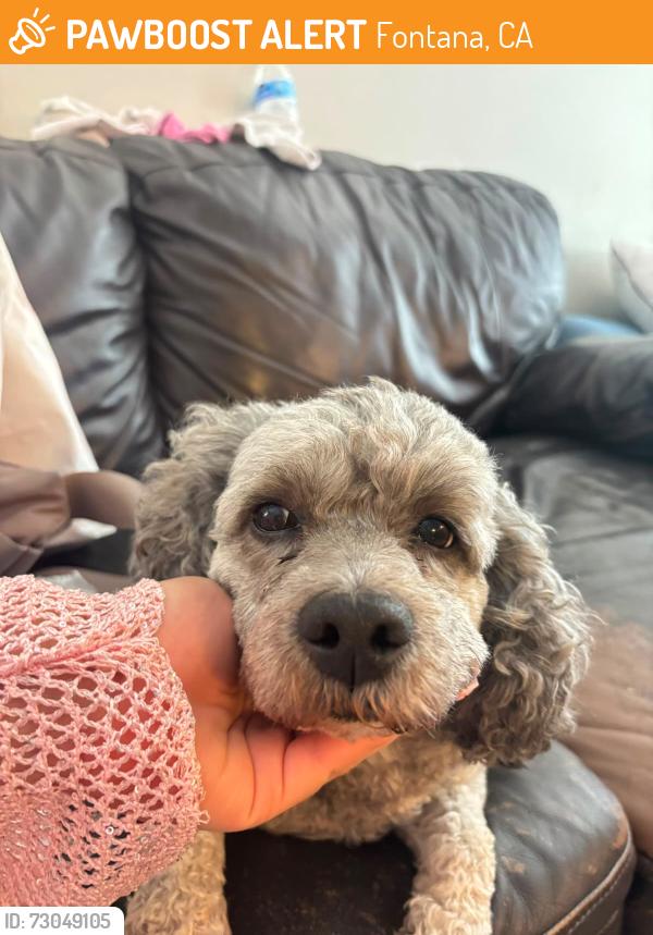Found/Stray Female Dog last seen sierra , Fontana, CA 92335
