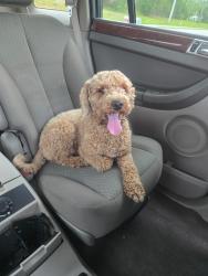 Reunited Unknown Dog last seen Intersection of Jupiter and Waylaid Ave, Palm Bay, FL 32908