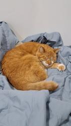 Lost Male Cat last seen Near Exshaw rd NW | Near University CTrain station, Calgary, AB T2M 4G4
