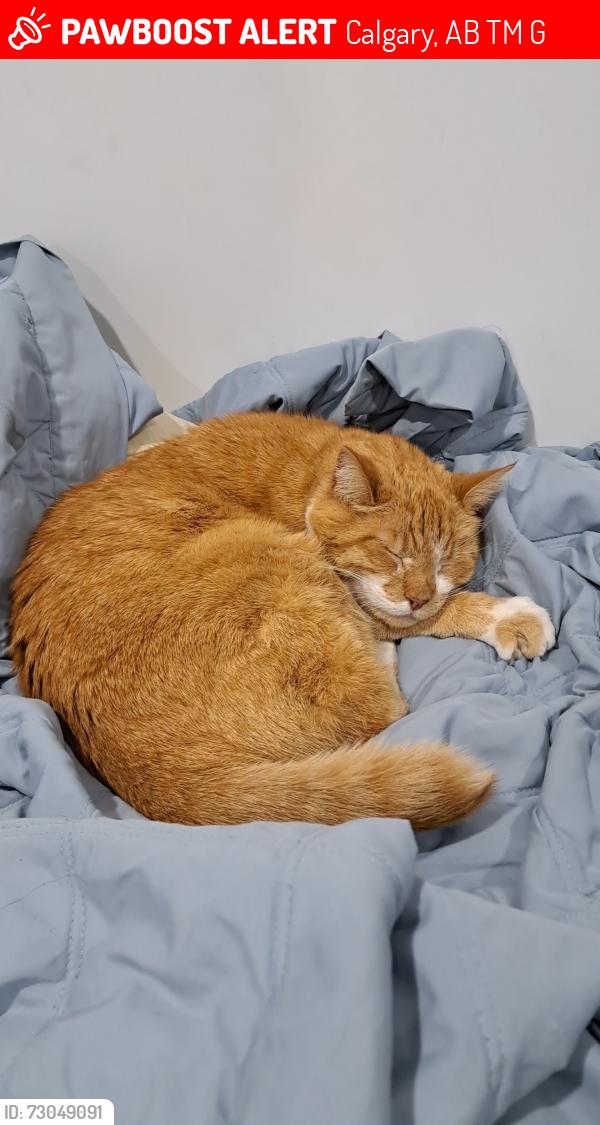 Lost Male Cat last seen Near Exshaw rd NW | Near University CTrain station, Calgary, AB T2M 4G4