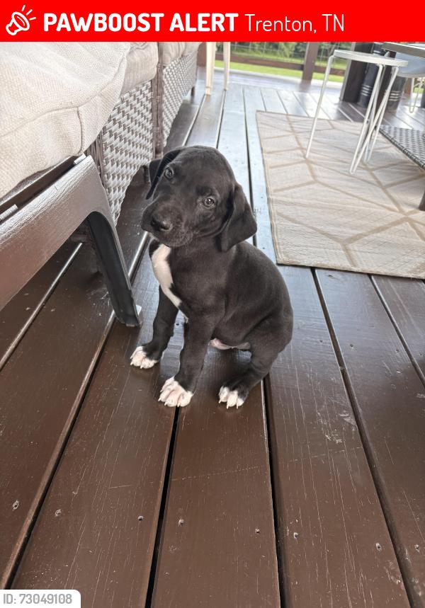 Lost Male Dog last seen Near old jackson rd trenton tn, Trenton, TN 38382