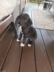 Lost Male Dog last seen Near old jackson rd trenton tn, Trenton, TN 38382
