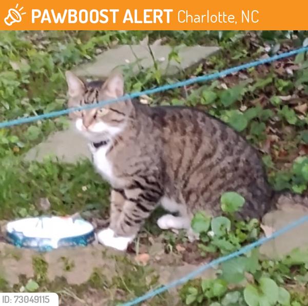 Found/Stray Unknown Cat last seen Lawton bluff, Charlotte, NC 28226