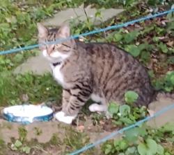 Found/Stray Unknown Cat last seen Lawton bluff, Charlotte, NC 28226