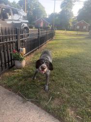 Reunited Male Dog last seen Union street s, lawndale , Concord, NC 28025