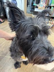 Reunited Female Dog last seen Artesia and aviation , Redondo Beach, CA 90278