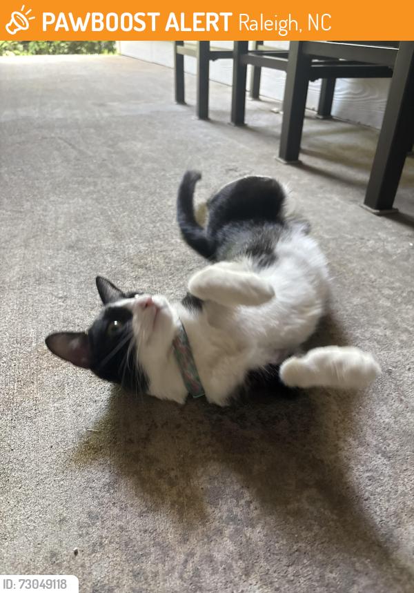 Found/Stray Female Cat last seen Rise Bluestone apmts, Raleigh, NC 27612