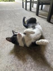 Found/Stray Female Cat last seen Rise Bluestone apmts, Raleigh, NC 27612