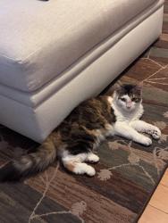 Lost Female Cat last seen Tradewind Drive & Westwind Drive, North Palm Beach, FL 33408
