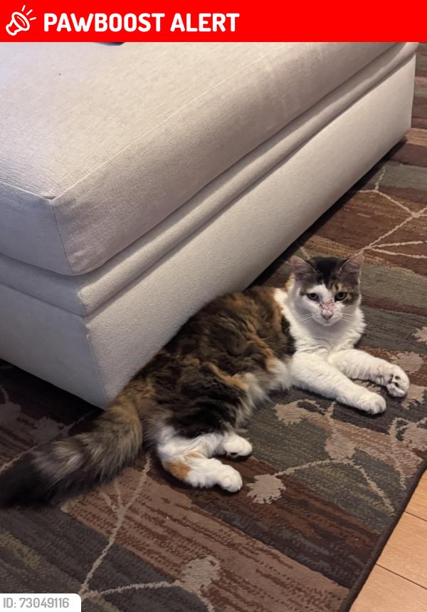 Lost Female Cat last seen Tradewind Drive & Westwind Drive, North Palm Beach, FL 33408