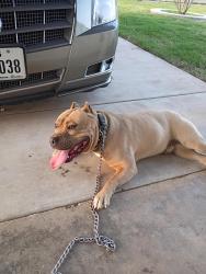 Lost Male Dog last seen Amherst street, Lubbock, TX 79403