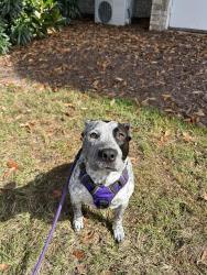 Lost Female Dog last seen James Slaughter Rd, Fuquay-Varina, NC 27526